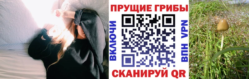 купить наркотик  Суоярви  Псилоцибиновые грибы прущие грибы 